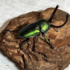 ①パプアキンイロクワガタ　ペア