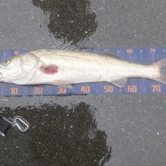 シーバス釣りメンバー募集