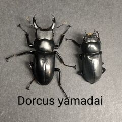 【♂33㎜pair】ヤマダクワガタ / Dorcus yamad...