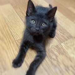 黒猫🐈‍⬛男の子好きさん♡集まれ☺️