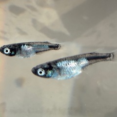 【なかひらぼめだか】墨武（ボブ）メダカ　5匹セットの画像