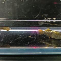 予約分★めだか〜橙（とう）卵15+α　光体型アースアイの画像