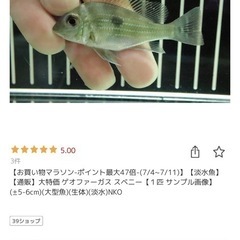 5匹 ゲオファーガススベニ ゼブラパロット、75cm水槽