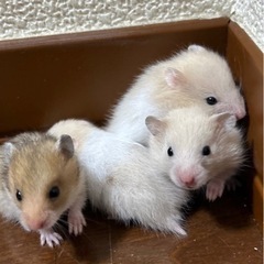 ゴールデンハムスターの赤ちゃん