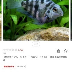 5匹ゲオファーガススベニ ゼブラパロット、75cm水槽の画像