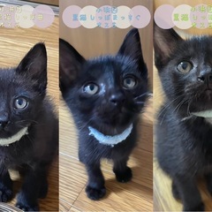 黒猫ちゃん♡サビちゃん♡たくさん子猫！