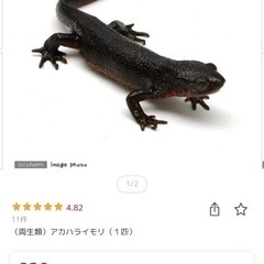 アカハライモリ オスメス 2匹 60水槽 オブジェ付き