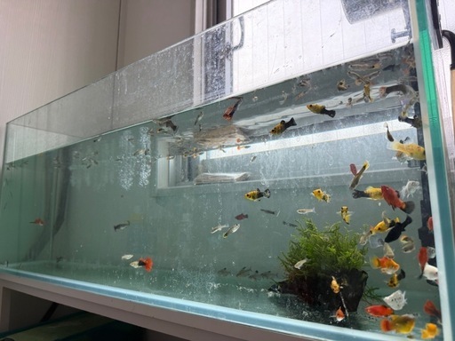 90水槽、水槽台、外部ろ過、生体 1式まとめて