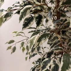 観葉植物 フェイクグリーン🌿.∘の画像