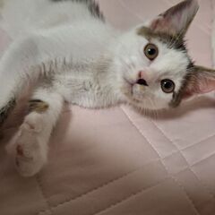 里親募集です