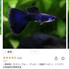 国産グッピー(多種類)、水槽、フィルター まとめて