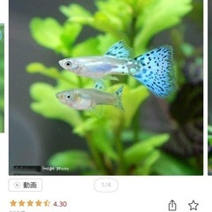 国産グッピー(多種類)、水槽、フィルター まとめての画像