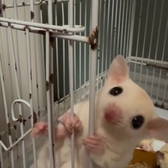 フクロモモンガリューシスティック　オス