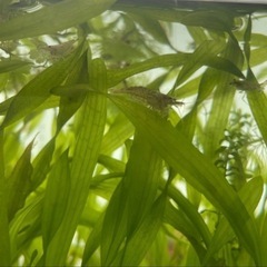 ミナミヌマエビ　まとめ売り
の画像