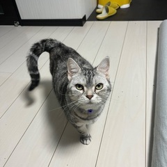 アメショ　6歳5ヶ月　女の子