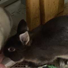 ミニうさぎ♀×ネザーランドドワーフ♂の子 - 里親募集