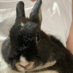 ミニうさぎ♀×ネザーランドドワーフ♂の子