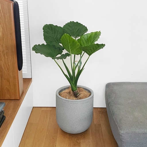 観葉植物 クワズイモ