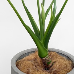 観葉植物 クワズイモの画像