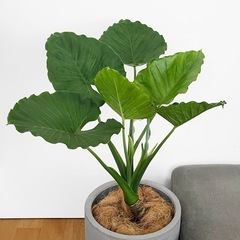 観葉植物 クワズイモの画像