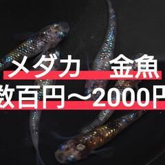 🐟️AQUAファーム無人販売所🐟️🉐お得MIXメダカ１２匹セット...