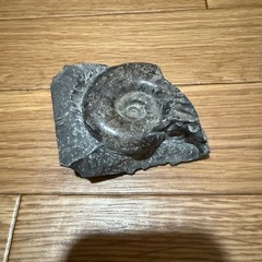 アンモナイト化石　本物の画像