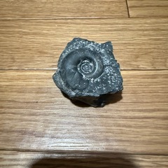 アンモナイト化石　本物の画像