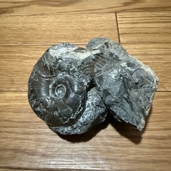 アンモナイト化石　本物の画像