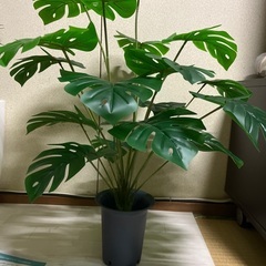 フェイクグリーン　モンステラの画像