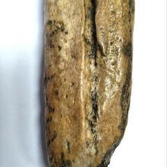 魚竜の化石の画像