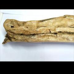 魚竜の化石の画像