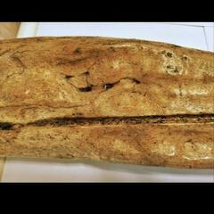 魚竜の化石の画像
