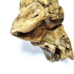 魚竜の化石の画像