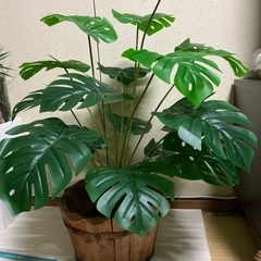 フェイクグリーン　モンステラの画像