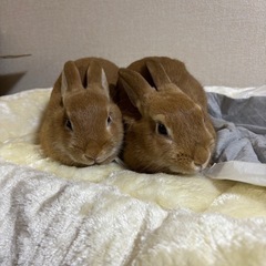 3ヶ月のうさぎ男の子2匹、女の子2匹