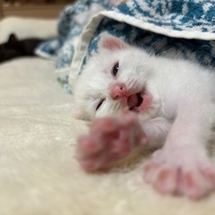 子猫