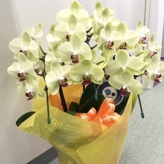 胡蝶蘭　イエロー　花なし　　の画像