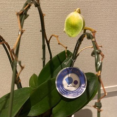 胡蝶蘭　イエロー　花なし　　の画像