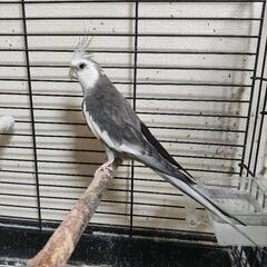 オカメインコの里親募集