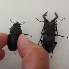 ノコギリクワガタ ♂♀ペア