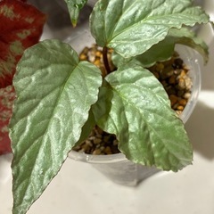 発根◎　カット　ベゴニア ハタコアシルバー 観葉植物の画像