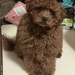 4ヶ月 トイプードル オス