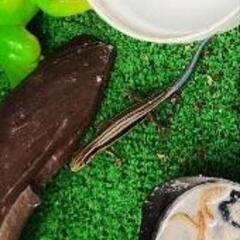 ニホントカゲ