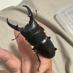 天然ヒラタクワガタ！大型ペア！♂60mm♀32mm