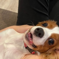 キャバリア‼️仔犬