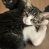 ランキングキーワードに紐づく投稿画像-黒猫