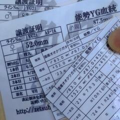 即ブリ‼️‼️ 国産オオクワガタ 能勢ＹＧ血統‼️メス トリオ‼️ クワガタ  オオクワガタ 国産クワガタ⑥の画像