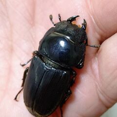 【小型】ダイオウヒラタクワガタ ペア販売③ 2025の画像