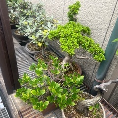 【受付一旦ストップ】盆栽の画像
