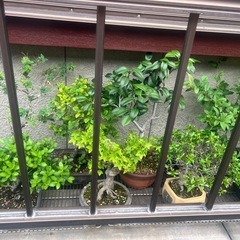 【受付一旦ストップ】盆栽の画像